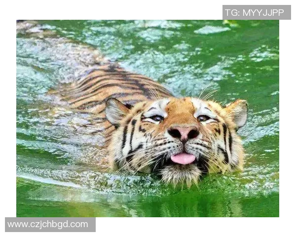 老虎大学与盐湖城的精彩对决引发的热议与期待