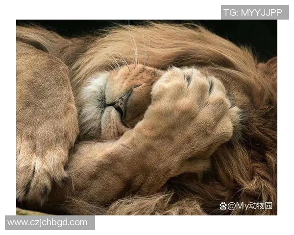 马内的足球之路：从非洲草原到欧洲顶级联赛的辉煌历程