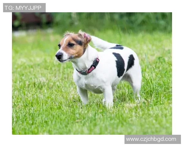 马犬伯恩与海葛的精彩对决揭示了犬种特性与训练技巧的完美结合