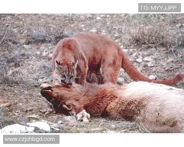 阿特拉斯与美洲狮的巅峰对决谁将赢得这场精彩较量