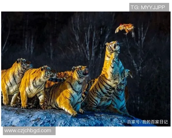 东北虎与飞虎的巅峰对决谁将成为战斗的王者